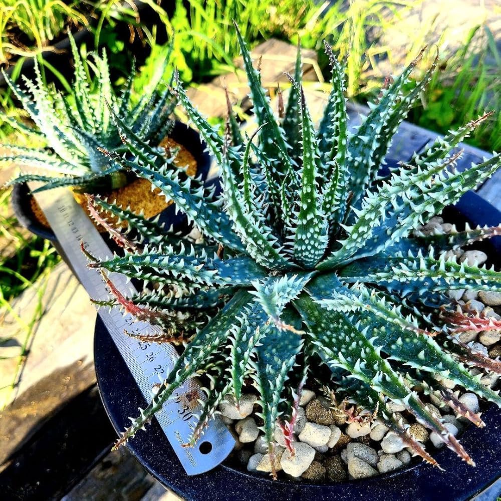 ハオルチア・アロエ Jyo_ji ハオルチア・アロエ Jyo_ji この12インチのハオルチア（？）の種類を